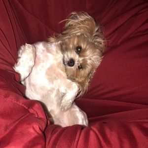 Meet your Posher, Anthony